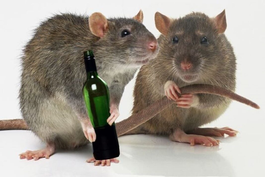 Tio Pepe: un bicchiere di sherry anche per i topi