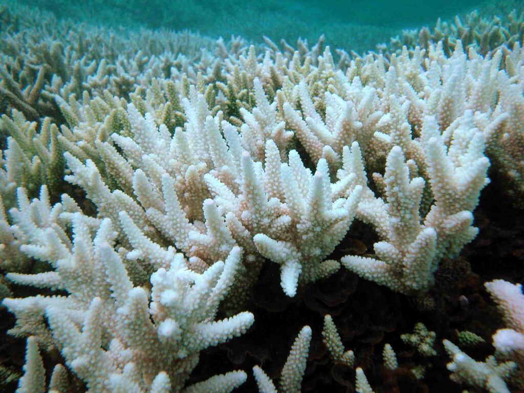 Sbiancamento dei coralli