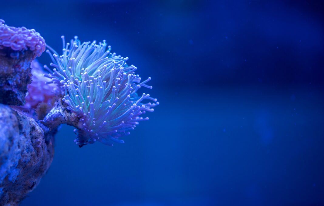 Il Dna dei coralli e degli uomini: le affinità genetiche