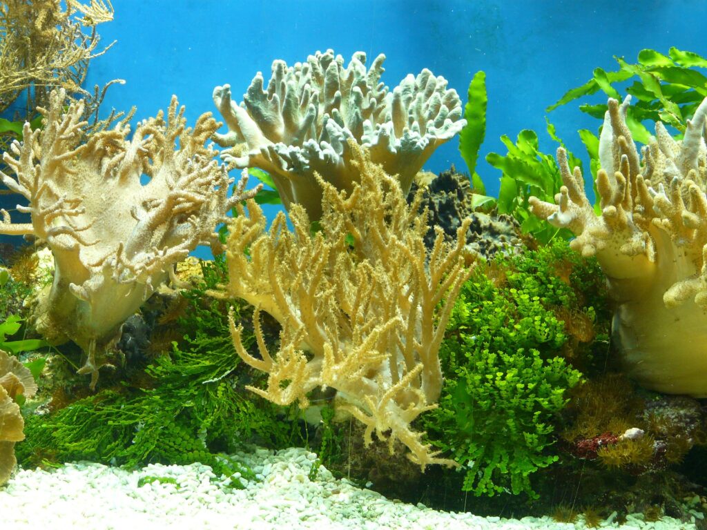 Dna dei coralli e degli uomini-corallo giallo