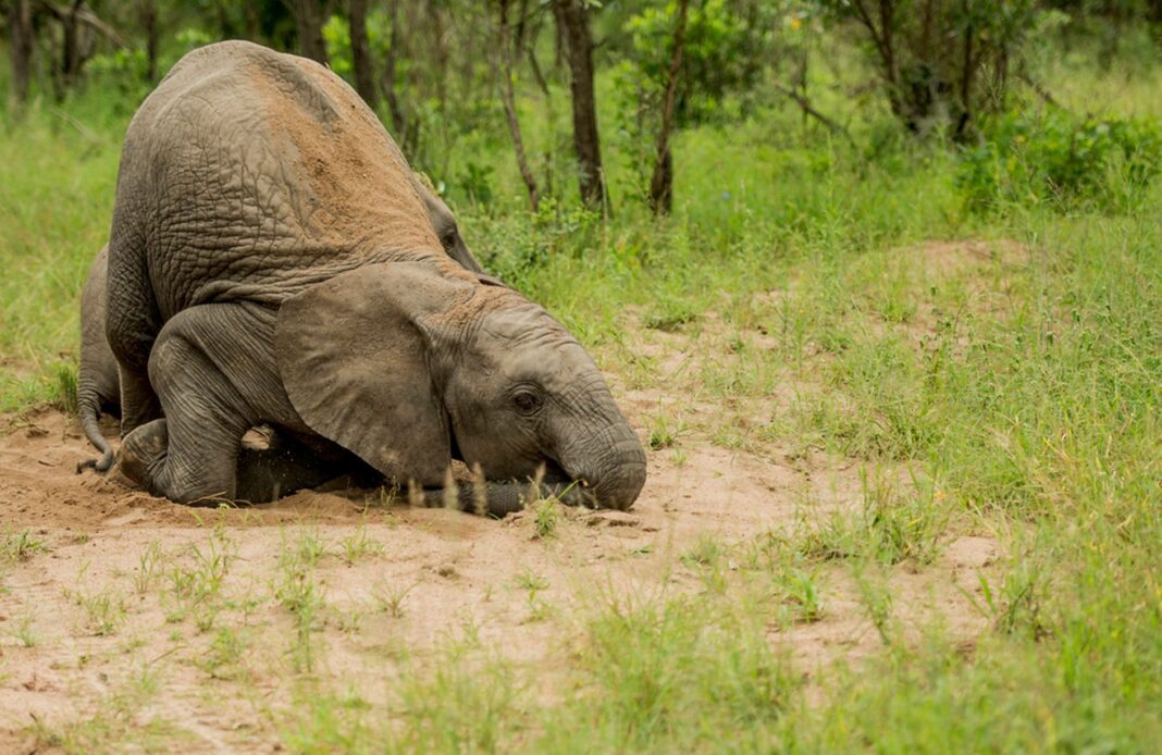 Animali ubriachi e storie di elefanti che barcollano: come è possibile?