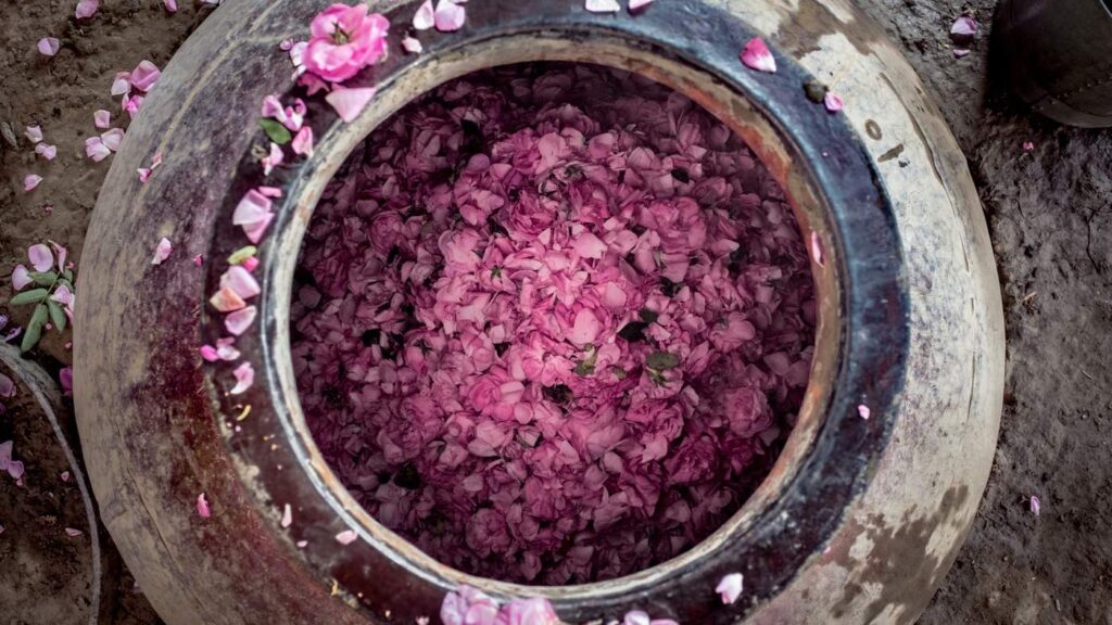 capitale del profumo - petali di rosa