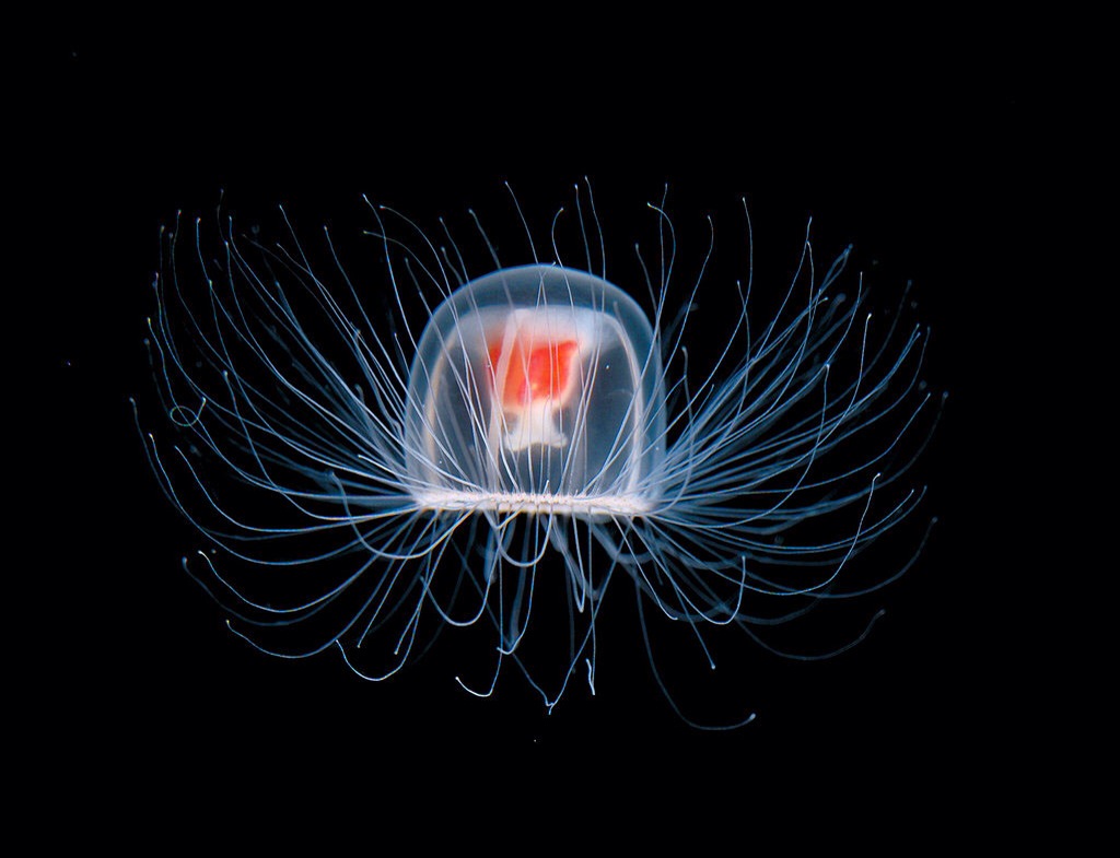 La medusa immortale: l'unica specie al mondo in grado di ringiovanire