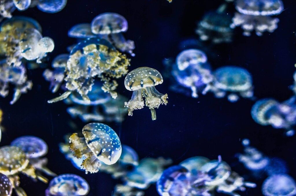 medusa immortale - filamenti