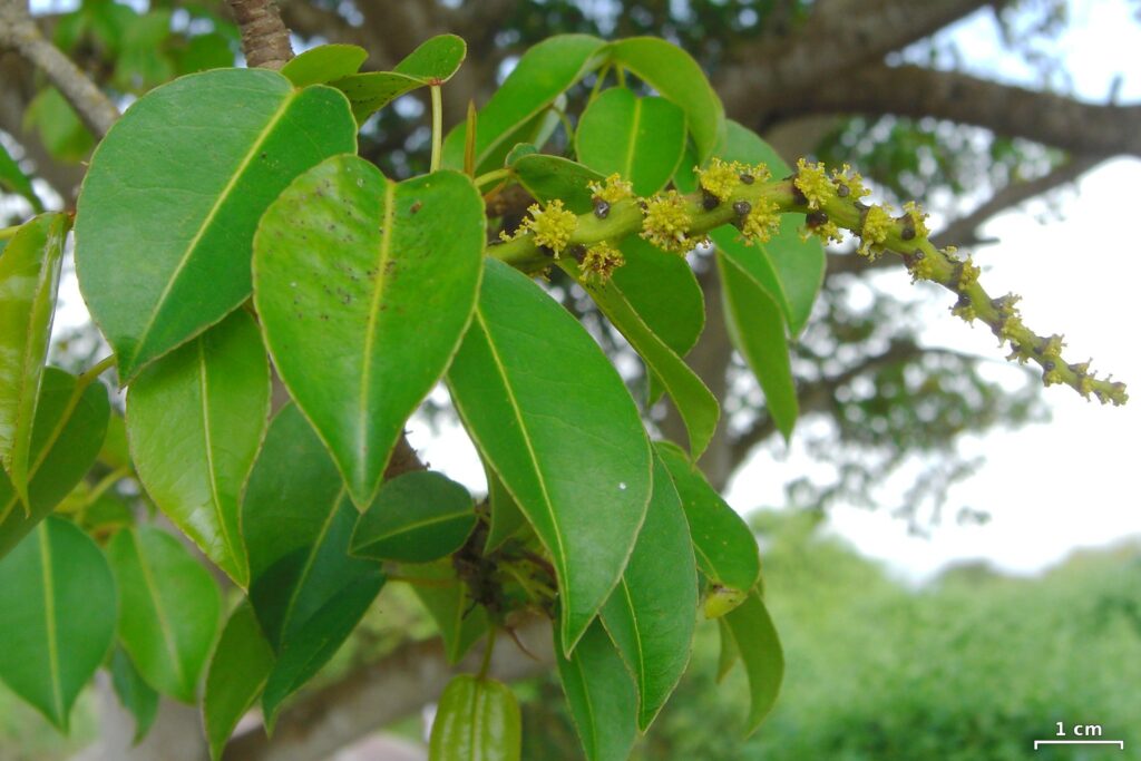 Mancinella - foglie dell'albero