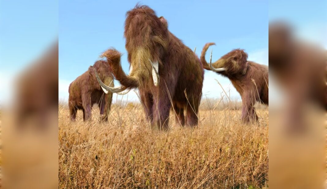 Mammut