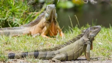Il caso folle delle iguane delle Figi