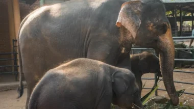 Misha, l'elefante che ha permesso tante scoperte