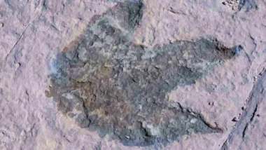 Orme di dinosauri in Queensland