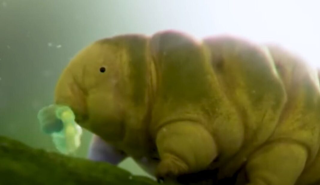 Tardigrado