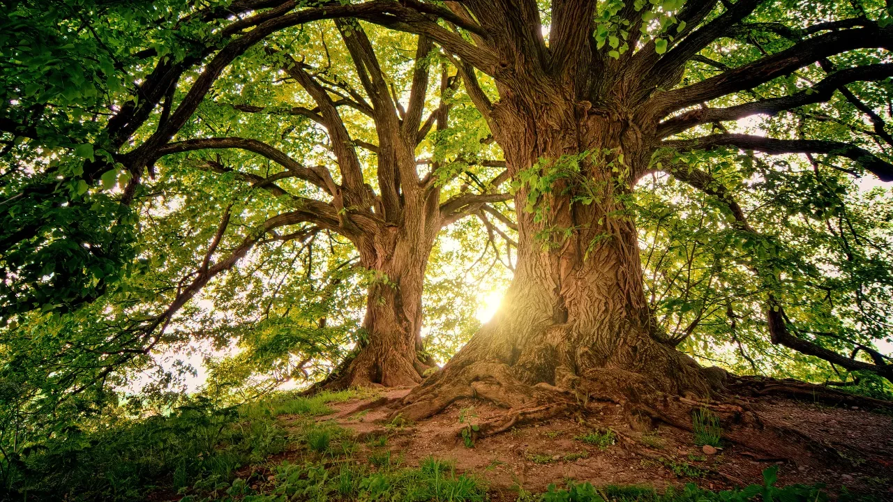 Alberi